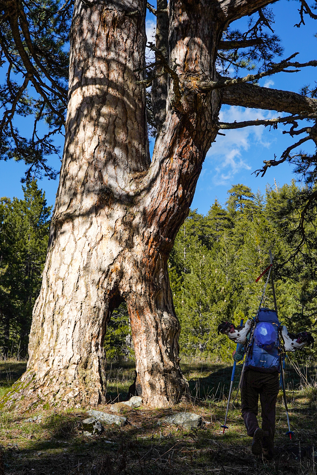 Pin montagnard, pinde — smolikas et pades, lors d’une itinérance à ski en Grèce.